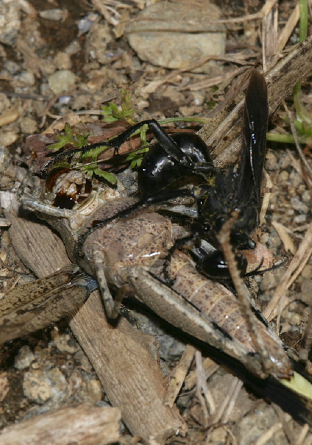 Prionyx atratus Sphecidae